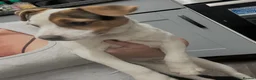 Jack Russell dogs for sale: Beautiful Milo looking for a forever home - Advert 1
