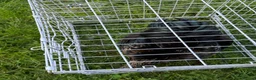 Chickens poultry for sale: Pair of brahmas - Advert 11