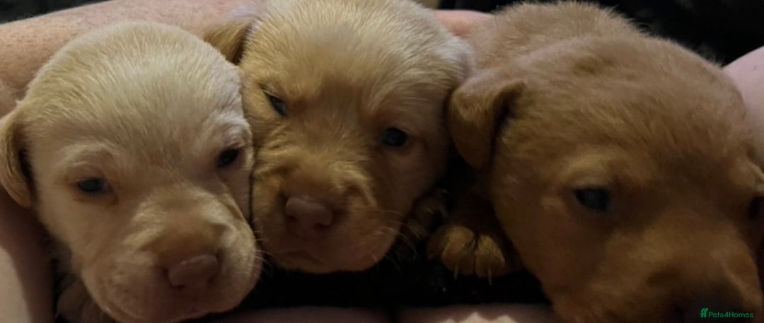 Labrador Retriever dogs for sale: Labrador Puppies - Advert 32