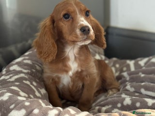 Cocker Spaniel dogs ⭐ Show Cocker Spaniel Puppy - Willow⭐ - Advert 1