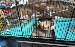 Finches birds for sale: Zebra Finches- born 2025 - Image 4