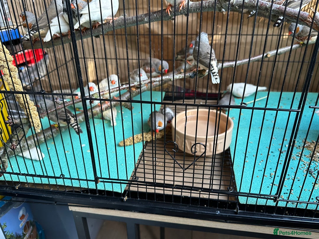 Finches birds for sale: Zebra Finches- born 2025 - Image 4