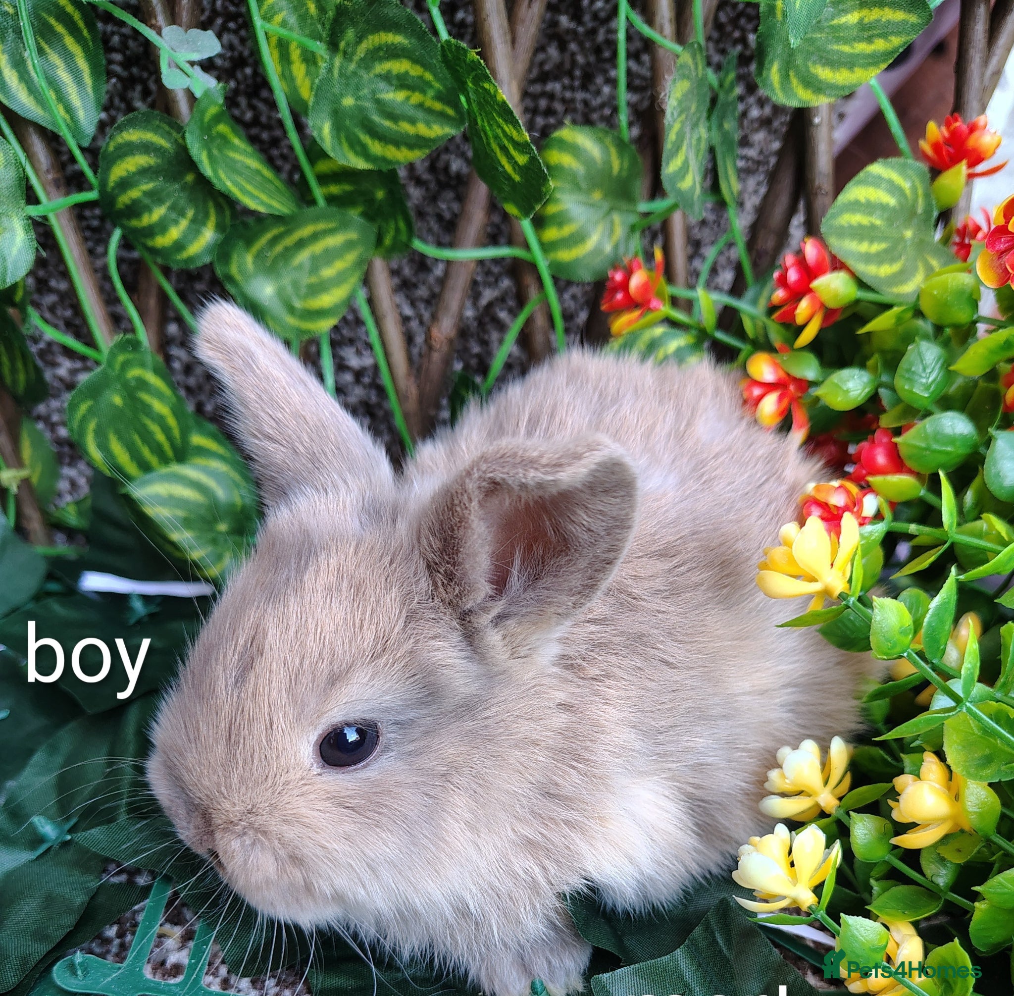 Mini Lop rabbits Mini lop babies - Advert 20