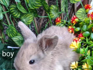 Mini Lop rabbits Mini lop babies - Advert 20