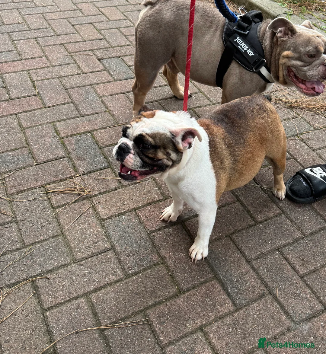 English Bulldog dogs for sale: Female miniature English bulldog  - Advert 1