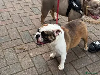 English Bulldog dogs Female miniature English bulldog - Advert 1