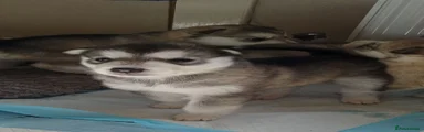 Siberian Husky Puppy 3