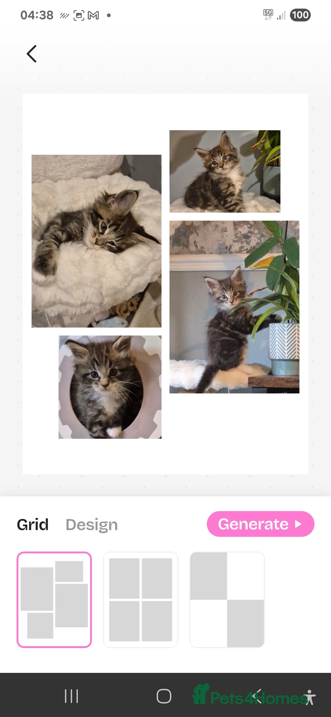 Maine Coon cats for sale: GCCF registered Pedigree Maine Coon Kittens - Advert 33