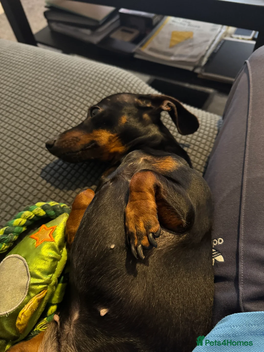 Dachshund dogs for sale: Miniature Daushund Dino 4 Years old - Advert 4