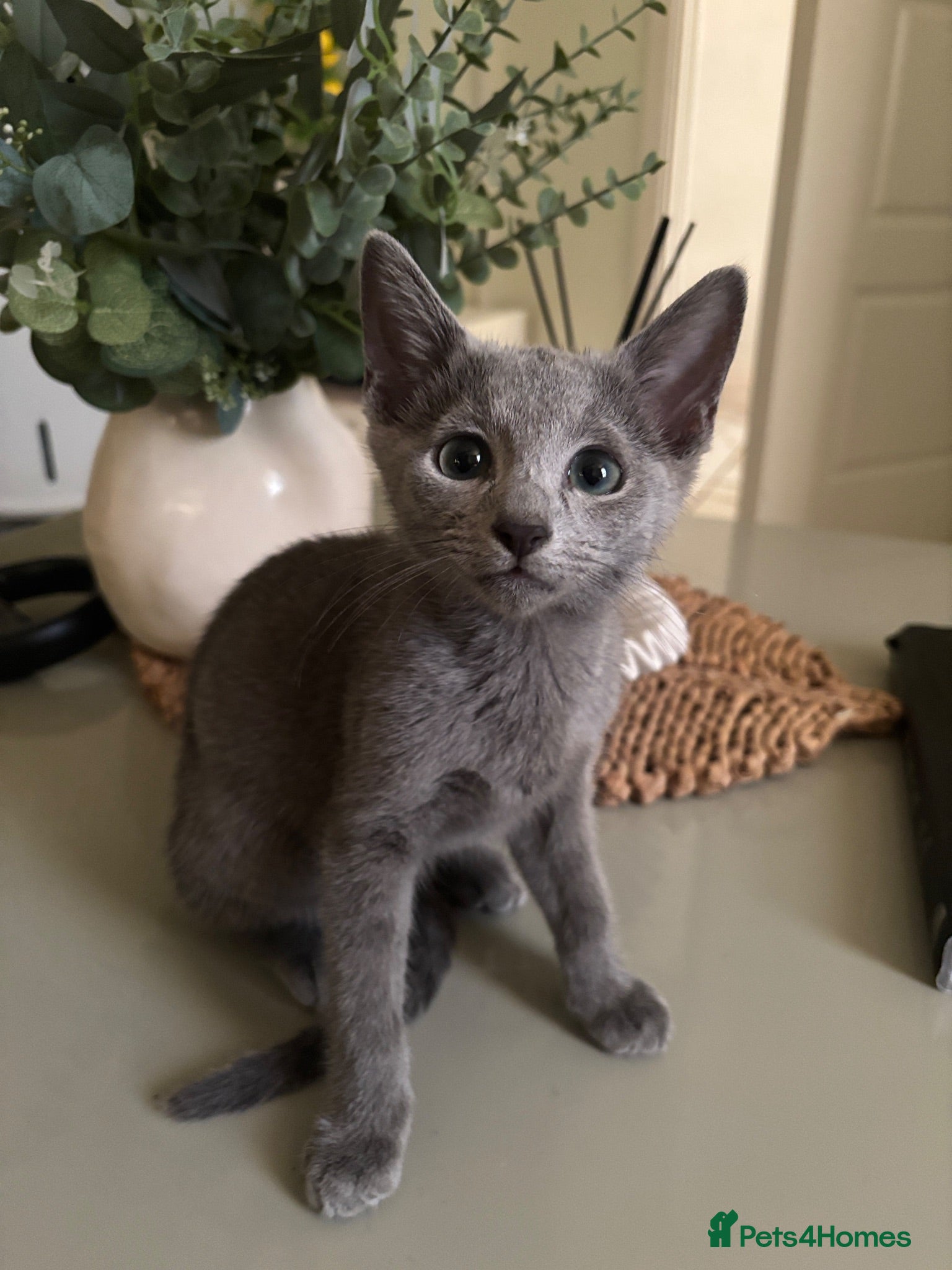 Russian Blue cats PURE PEDIGREE RUSSIAN BLUE KITTEN LAST BOY - Advert 1