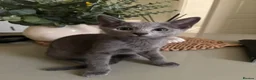 Russian Blue cats for sale: PURE PEDIGREE RUSSIAN BLUE KITTEN LAST BOY - Advert 2