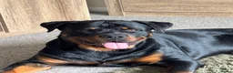 Rottweiler dogs for stud: Gorgeous boy for stud - Advert 4