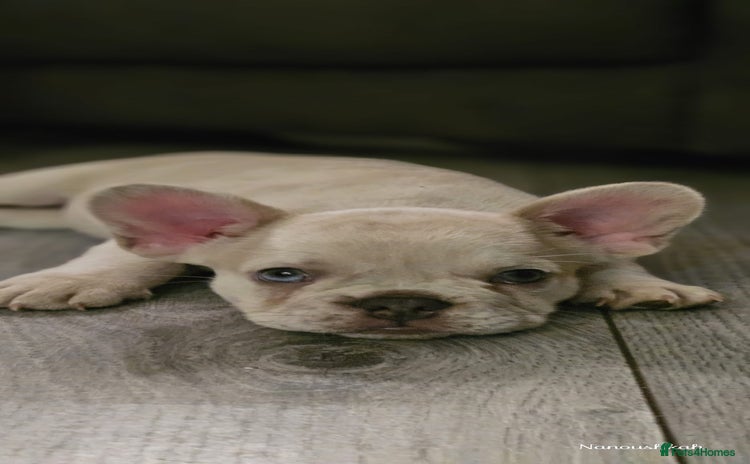 French Bulldog dogs - Advert 15
