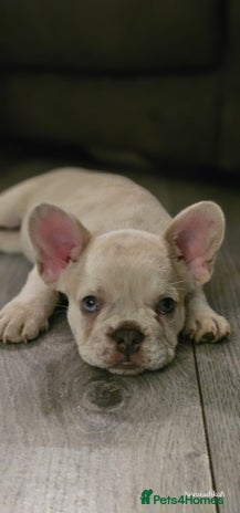 French Bulldog dogs - Advert 4