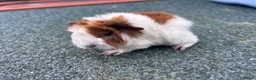Guinea Pig rodents for sale: Beautiful long haired guinea pigs to reserve  - Advert 17