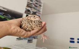 Quail poultry for sale: Coturnix quails  - Image 4