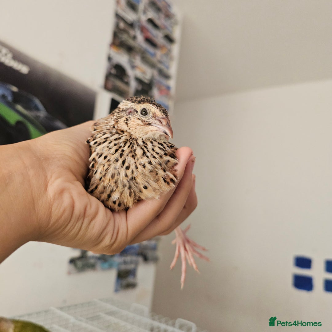 Quail poultry for sale: Coturnix quails  - Image 4