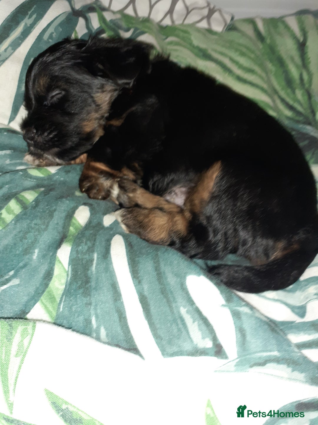Jack Russell dogs for sale: Stacey/ stephen in Bridgnorth - Image 15