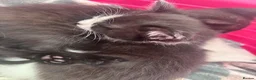 Mixed Breed cats for sale: Baby girl kittens - Advert 8