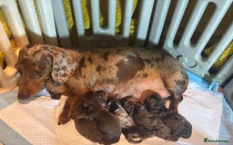 Miniature Dachshund dogs for sale: Stunning litter of miniature dachshunds - Image 5