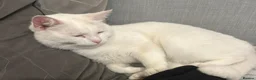 Mixed Breed cats for sale: 5-Year-Old Friendly Female Cat  in Wakefield - Advert 2
