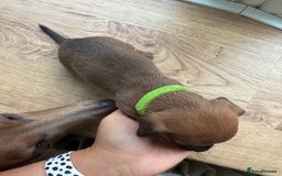 Mixed Breed dogs for sale: 🐾🤎 Adorable Dachshund Cross Puppies  - Image 7