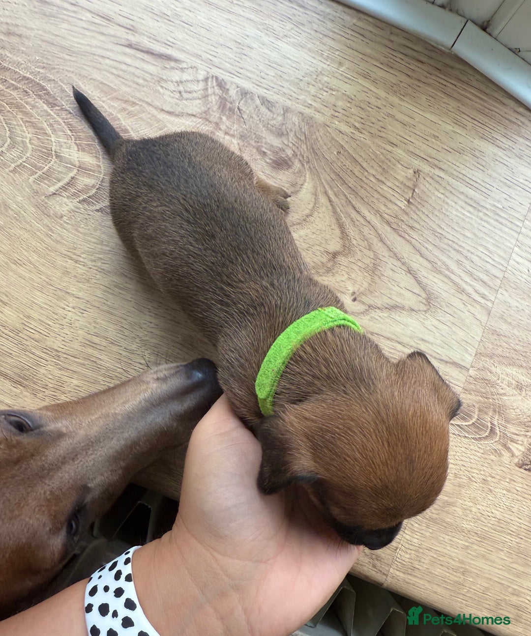 Mixed Breed dogs for sale: 🐾🤎 Adorable Dachshund Cross Puppies  - Image 7