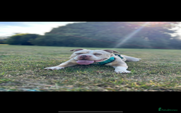 American Bully dogs for sale: One year old male Pocket Bully - Image 2