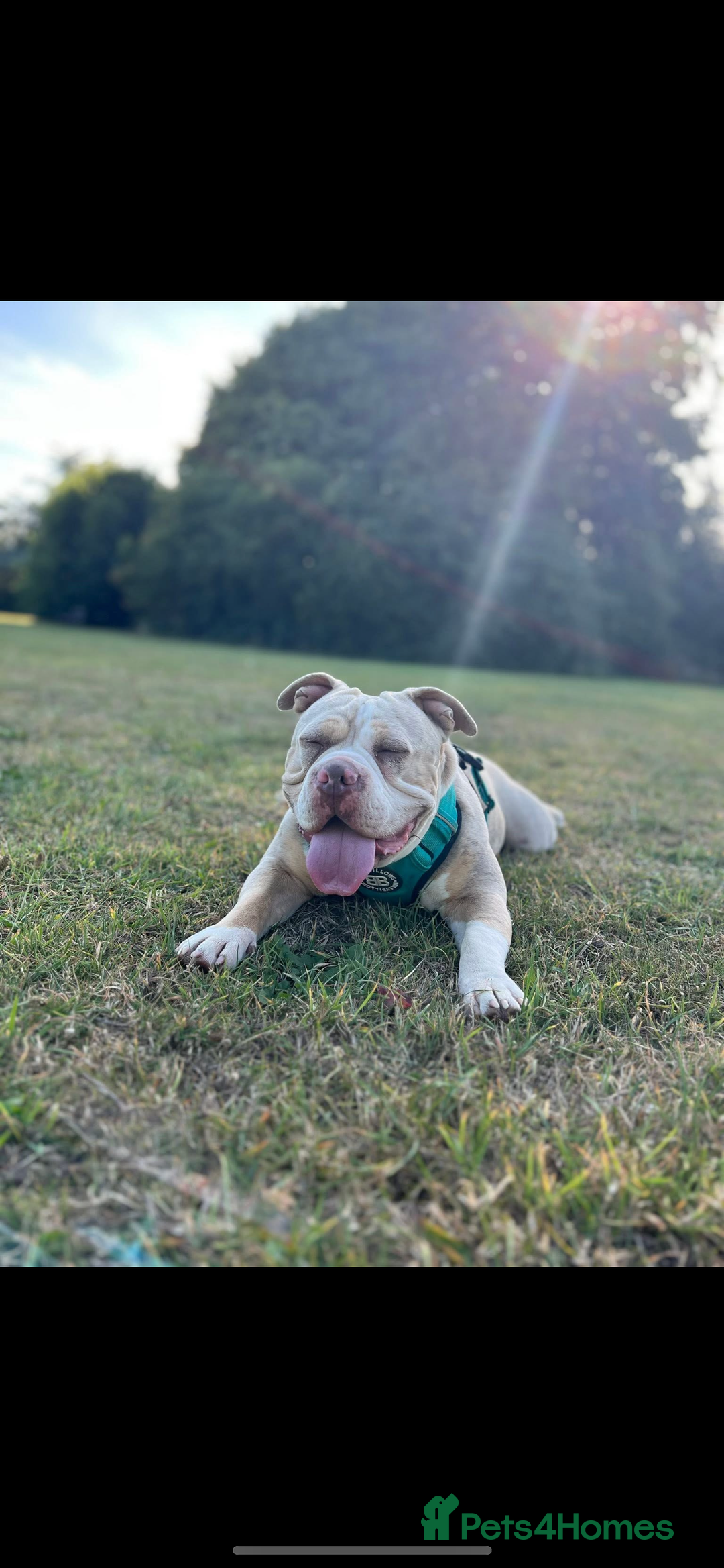 American Bully dogs for sale: One year old male Pocket Bully - Image 2