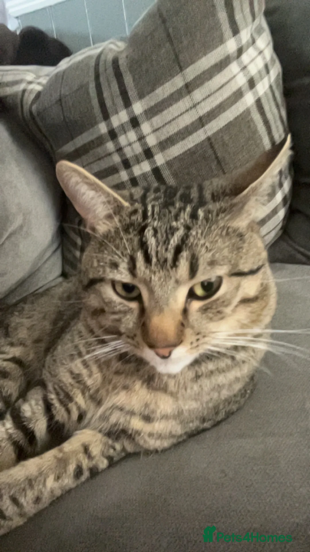 Mixed Breed cats for sale: Oscar in Trimdon Station - Advert 3