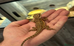 Bearded Dragon reptiles for sale: 60 Baby bearded dragons - Image 25