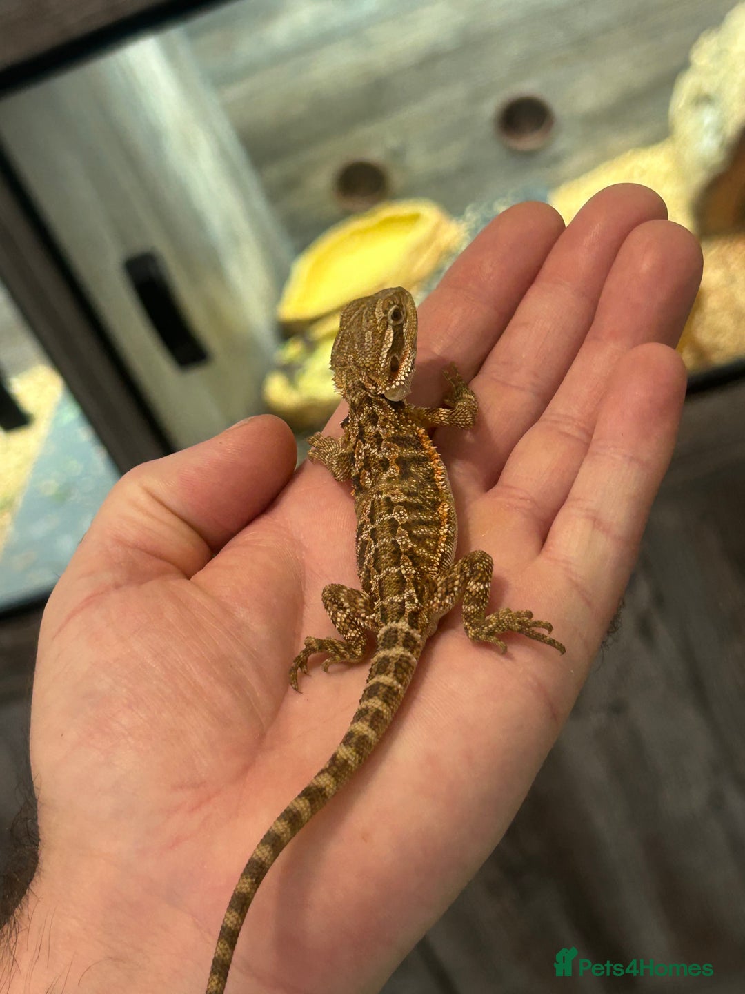 Bearded Dragon reptiles for sale: 60 Baby bearded dragons - Image 25