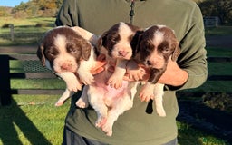 English Springer Spaniel dogs for sale: Springer Spaniel Puppies - 3 Males  - Image 1
