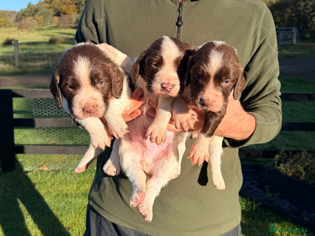 English Springer Spaniel dogs for sale: Springer Spaniel Puppies - 3 Males  - Image 1