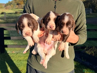 English Springer Spaniel dogs - Advert 7