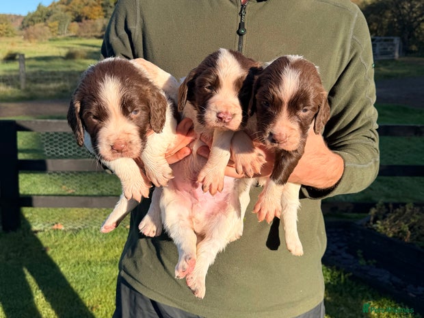 English Springer Spaniel dogs - Advert 3