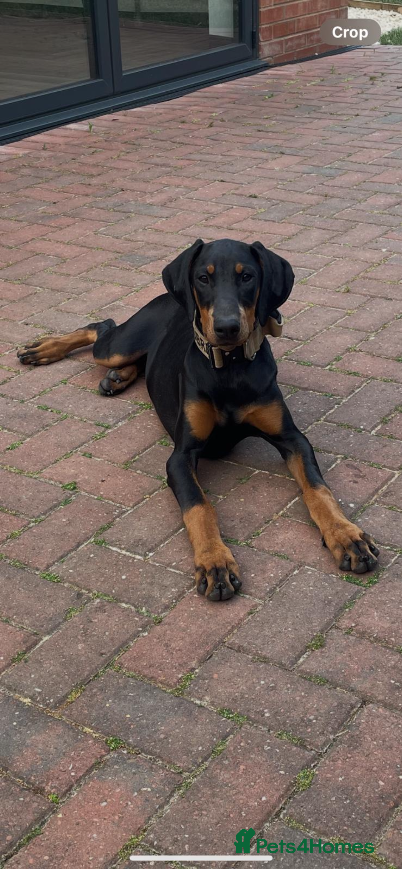 Dobermann dogs 10 month old Dobermann  - Advert 1