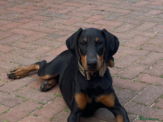Dobermann dogs 10 month old Dobermann - Advert 1