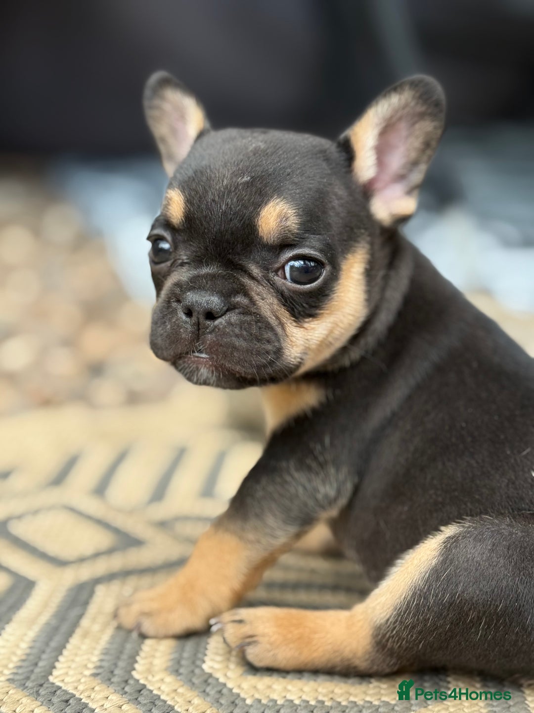 French Bulldog dogs for sale: Beautiful frenchie pups in Leeds - Image 22