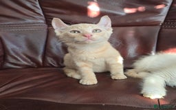 Mixed Breed cats for sale: Two ginger boys and one Flame point - Image 26