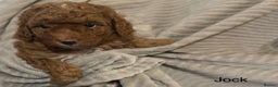 Cavapoo dogs for sale: 1 boy left! Ready 11th December Red F1BB Cavapoo   - Advert 11