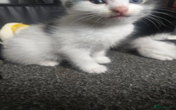 British Shorthair cats for sale: Beautiful female  - Image 2