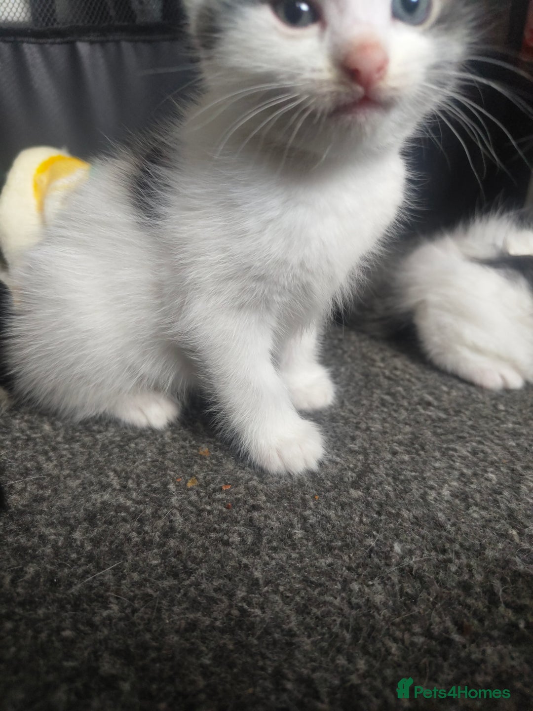 British Shorthair cats for sale: Beautiful female  - Image 2