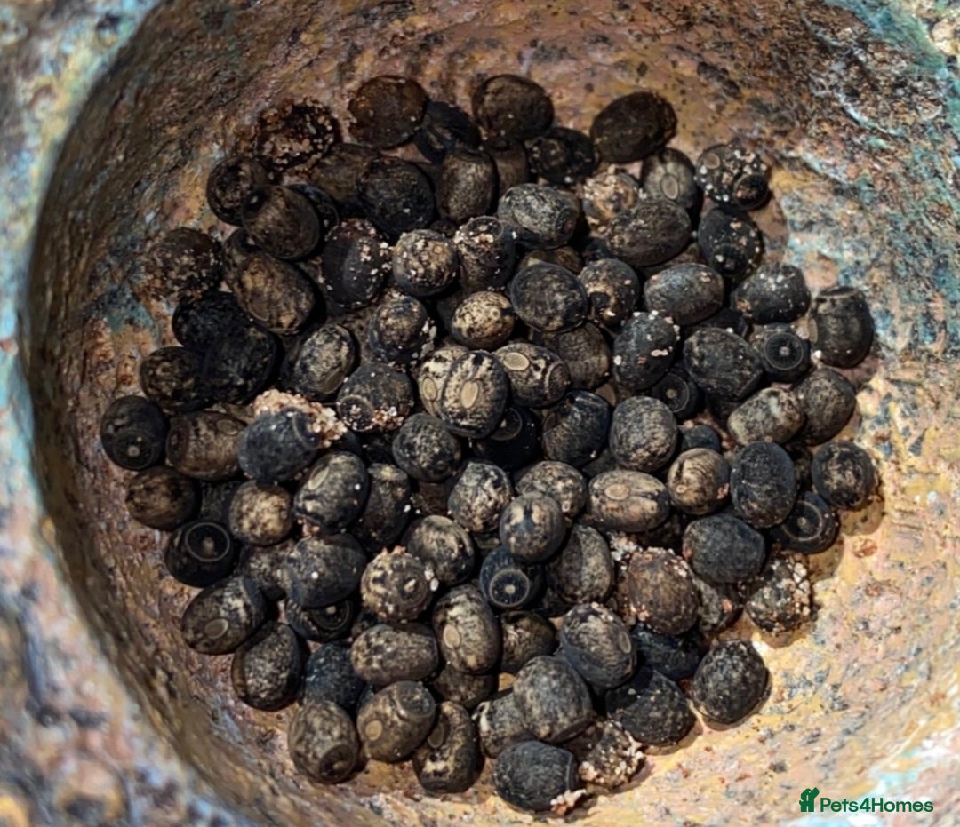 Stick Insects invertebrates for sale: SEE DESC - Various Stick Insect Nymphs and Eggs - Image 3