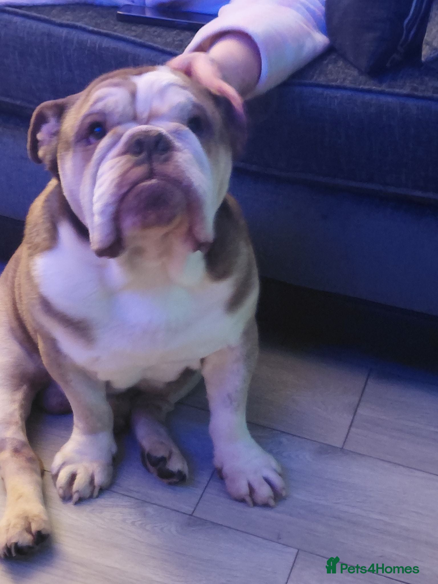 English Bulldog dogs Hulk the bulldog  - Advert 3