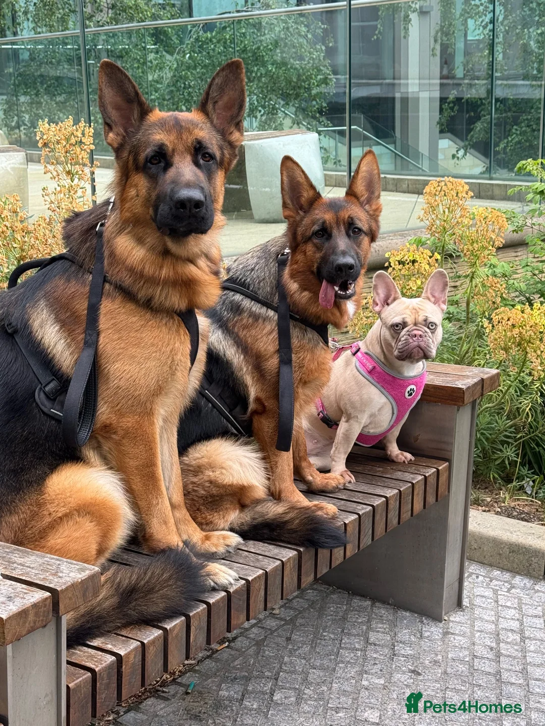 German Shepherd dogs for stud: Shadow Available for stud  - Advert 2