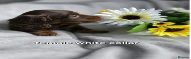 Dachshund white collar 