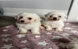 Bichon Frise dogs for sale: Bichon Frise Puppies - Image 3