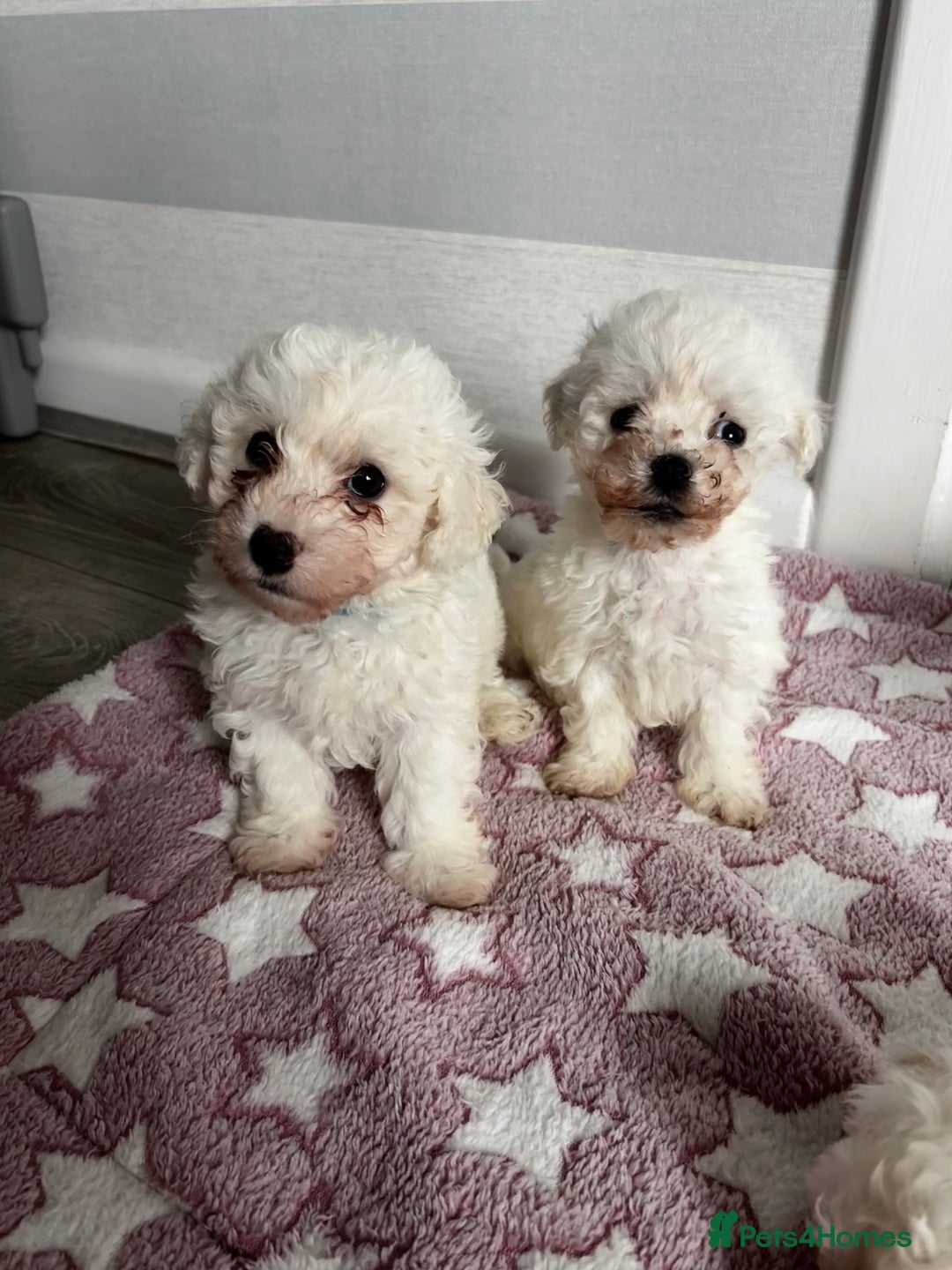 Bichon Frise dogs for sale: Bichon Frise Puppies - Image 3