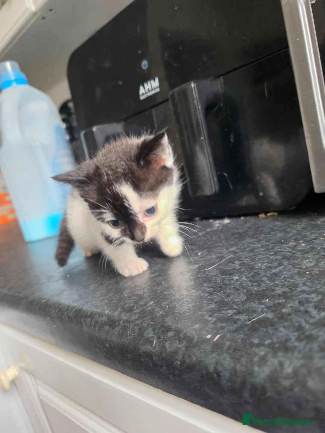 Mixed Breed cats for sale: Beautiful Boy tuxedo kitten  in Glasgow - Advert 2